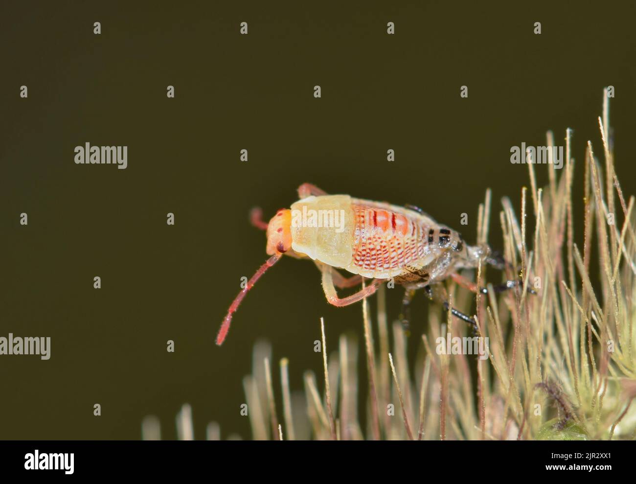 Rice Stink Bug nymph (Oebalus pugnax) shedding its skin on a plant seed