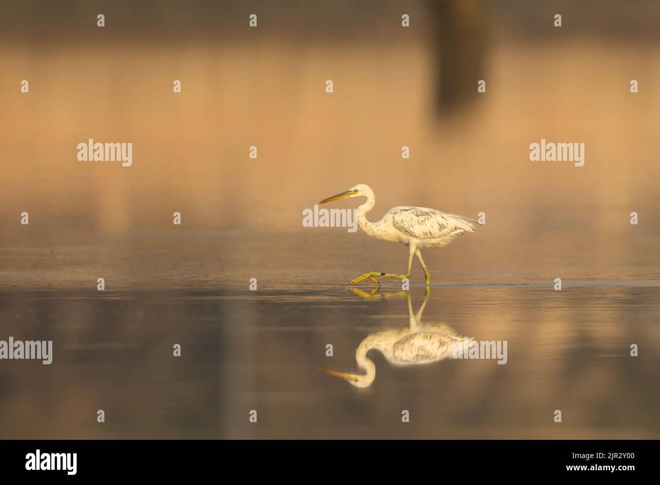 Western reef heron white morph hunting in golden light, Arad, Bahrain Stock Photo