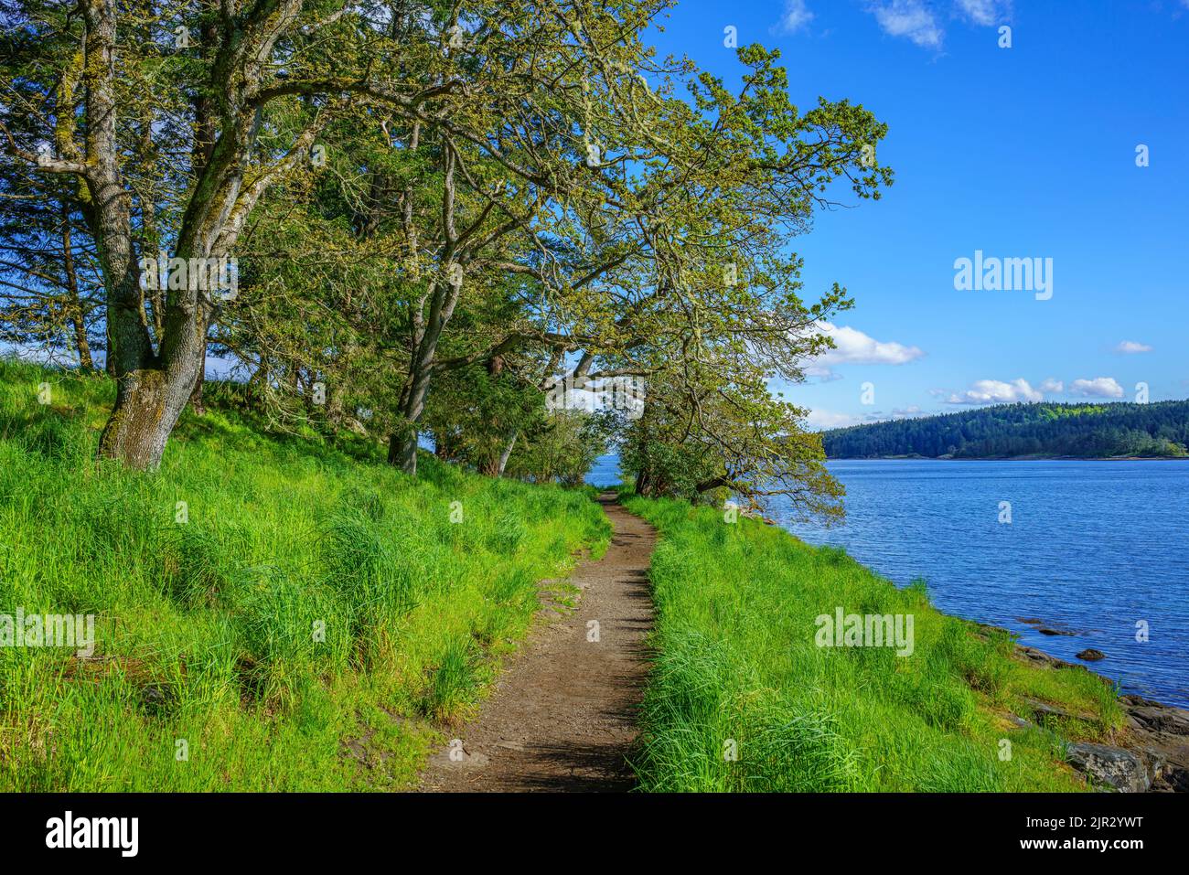 A walking path along the sea shore framed by mature Garry oak trees Stock Photo