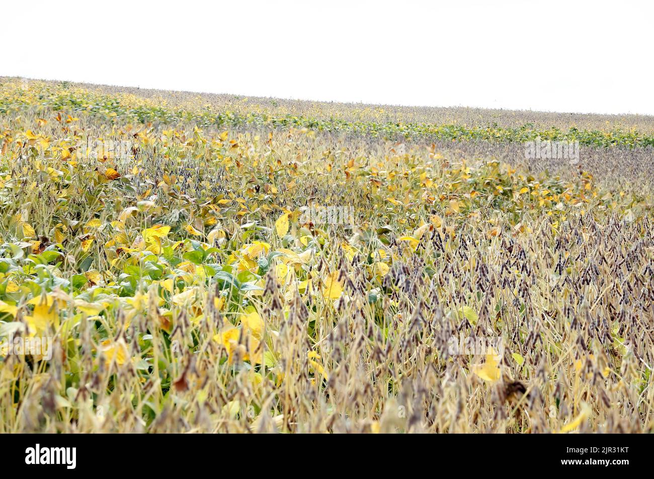 Soybean crop and soybean plants growing in rows ready for harvest Stock Photo