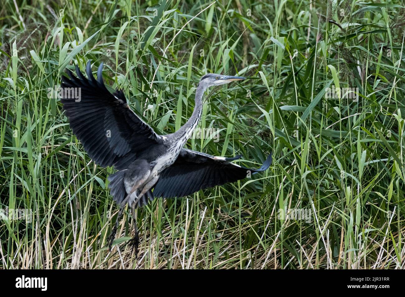A grey heron just after taking off from a dried marsh with reeds in  the background. Stock Photo