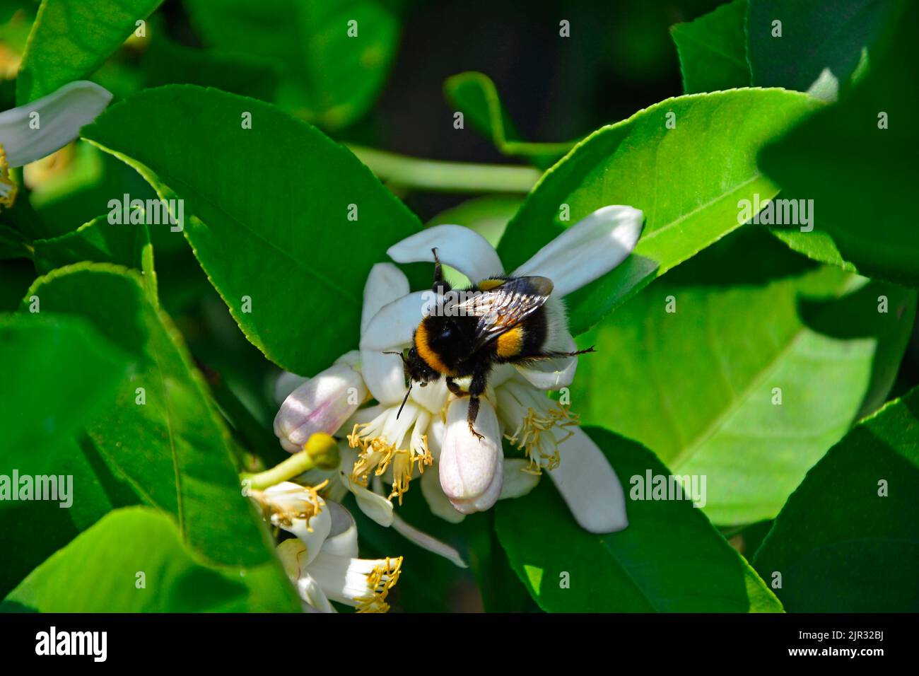Bumblebee on a lemon tree, blooming Citrus limon, bumblebee on lemon flowers Stock Photo