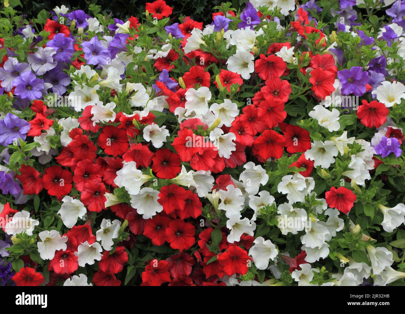 Petunia, white, purple blue, red, overhanging garden wall, garden flowers, bedding plants, Norfolk, England Stock Photo