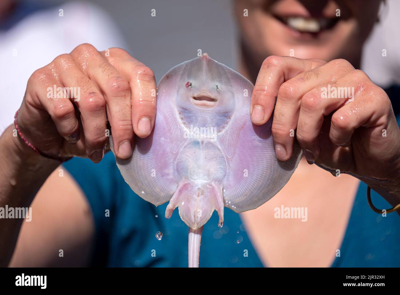 Smiling thornback ray (Raja clavata) held by the two hands of a smiling woman in the background. Stock Photo
