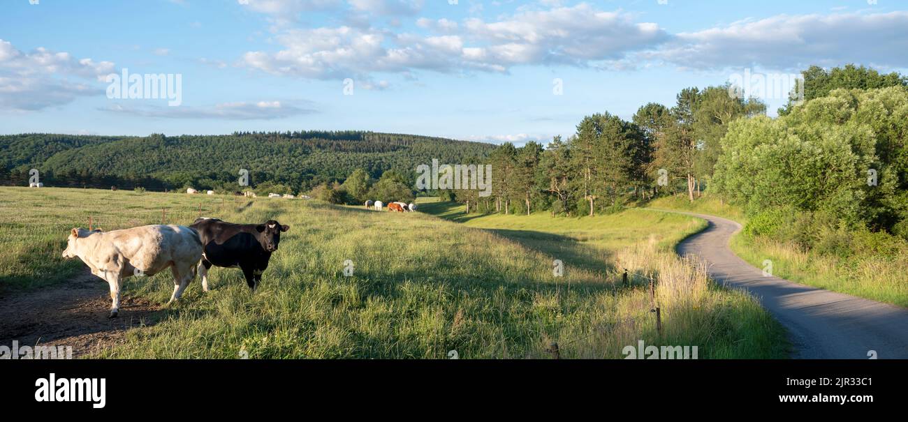 cows graze in green grassy summer landscape near Han sur Lesse and Rochefort in belgian ardennes area Stock Photo