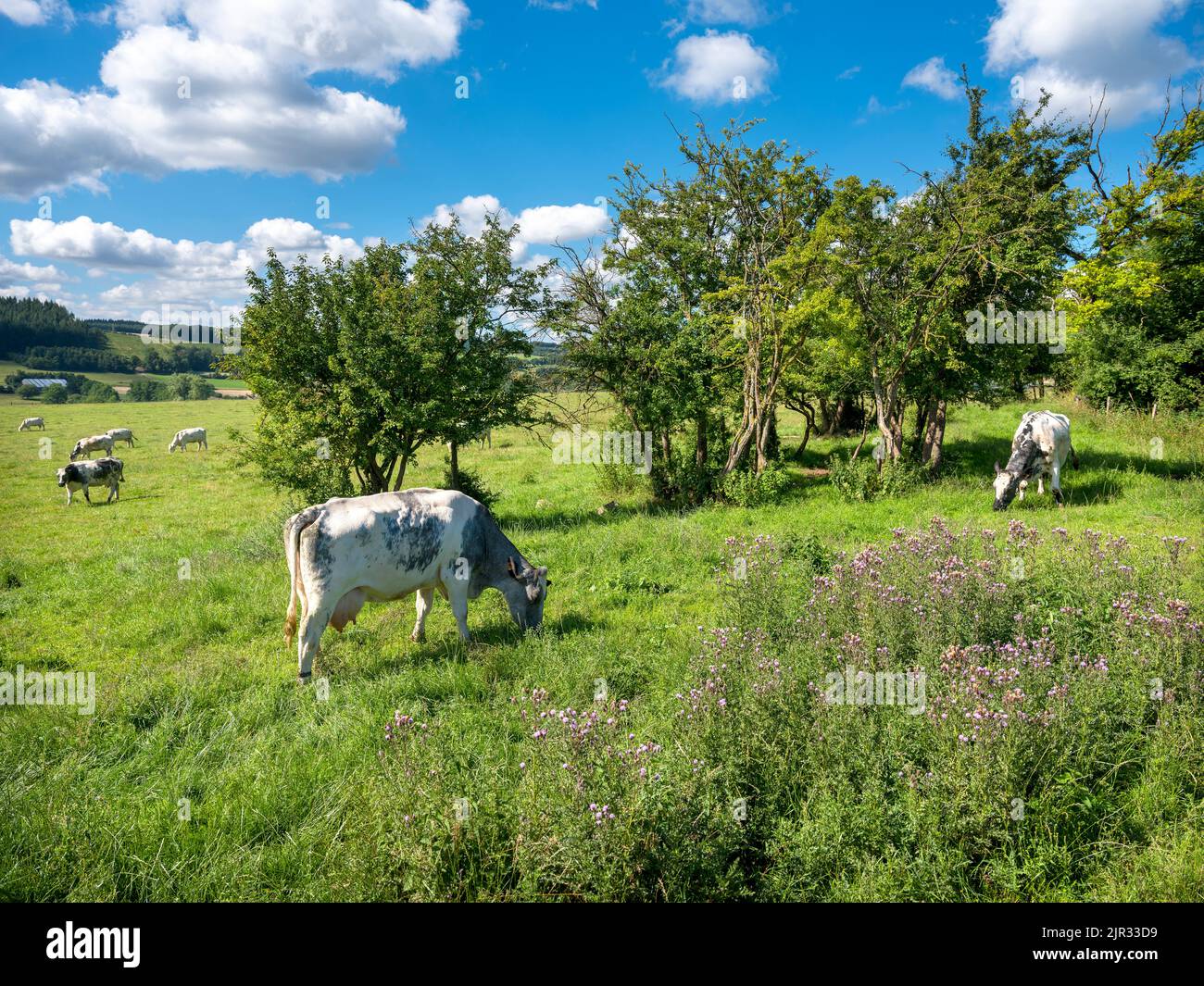 cows graze near thistles in green grassy summer landscape near Han sur Lesse and Rochefort in belgian ardennes area Stock Photo