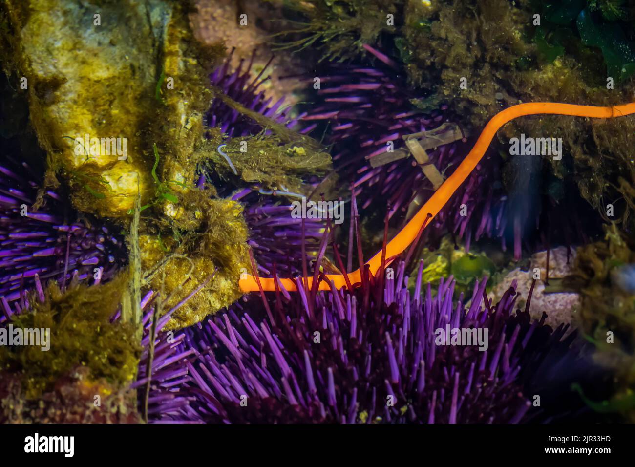 Primitive ribbon worm hires stock photography and images Alamy