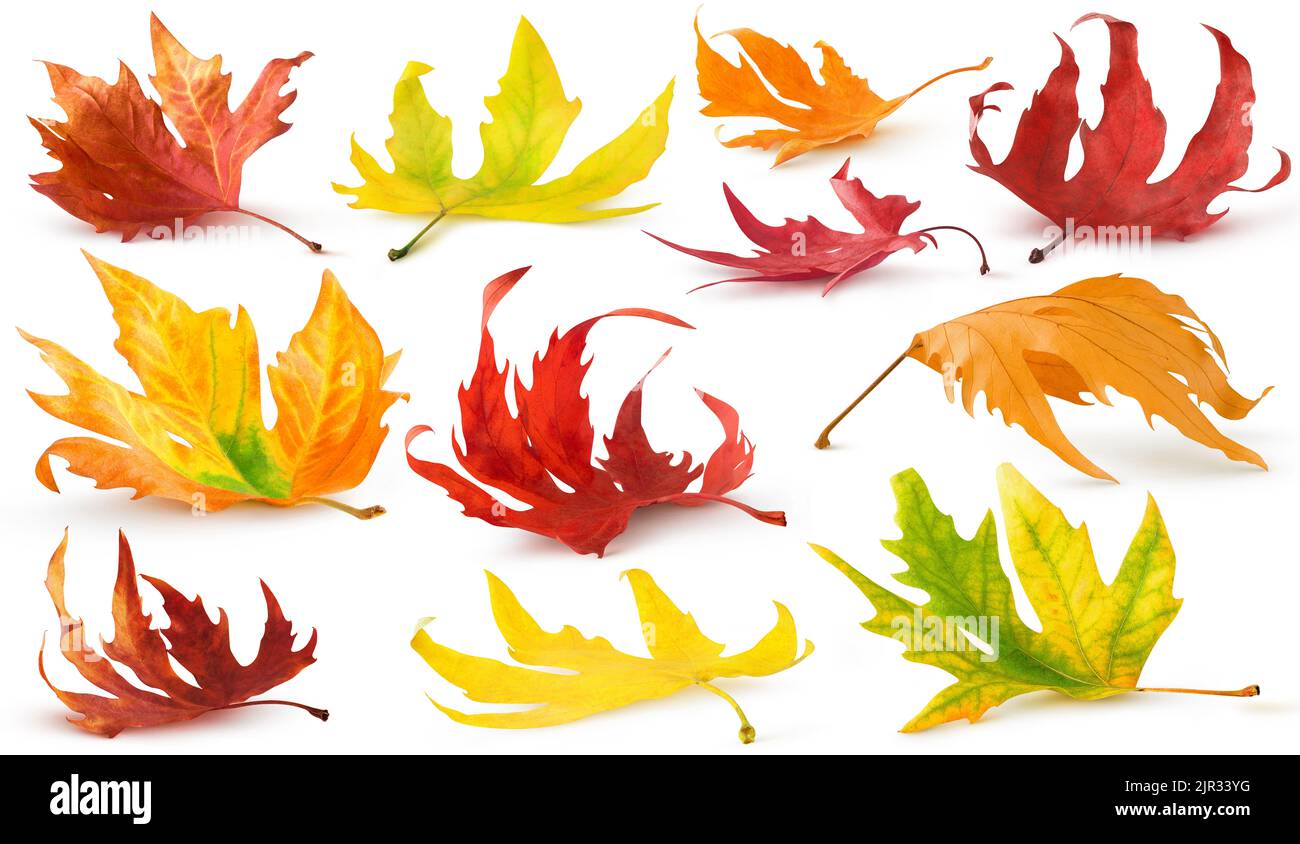 Isolated autumn leaves collection. Red, yellow, orange maple and plane tree fallen leaves on the ground with shadow isolated on white background Stock Photo