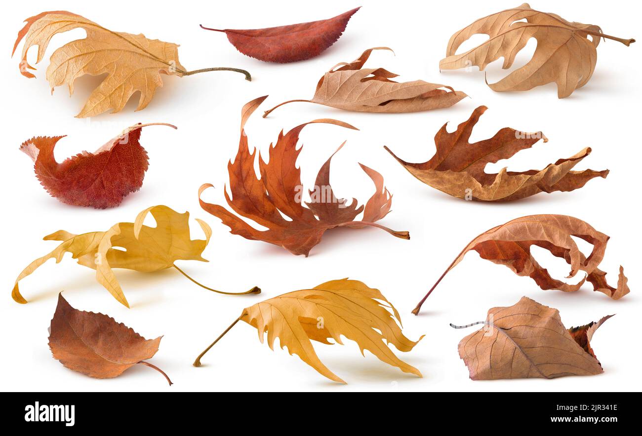 Isolated dried leaf collection. Brown autumn dry tree leaves lying on the ground with shadow isolated on white background Stock Photo