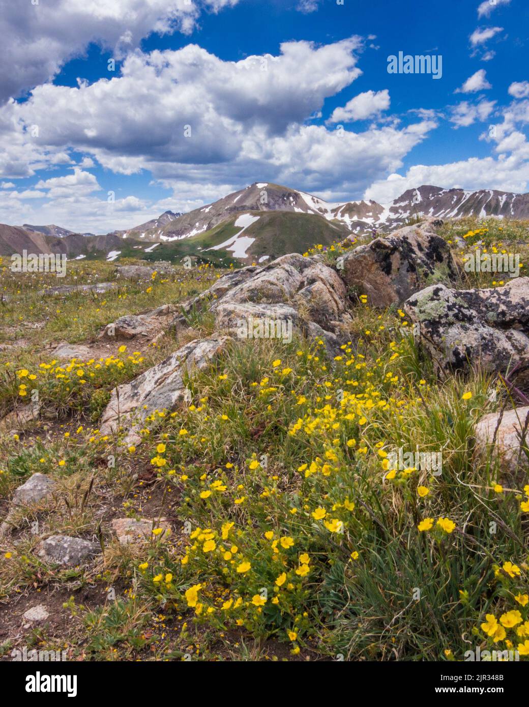 Tiny yellow wildflowers flourish amidst the granite boulders of Independence Pass in the Colorado Rockies Stock Photo