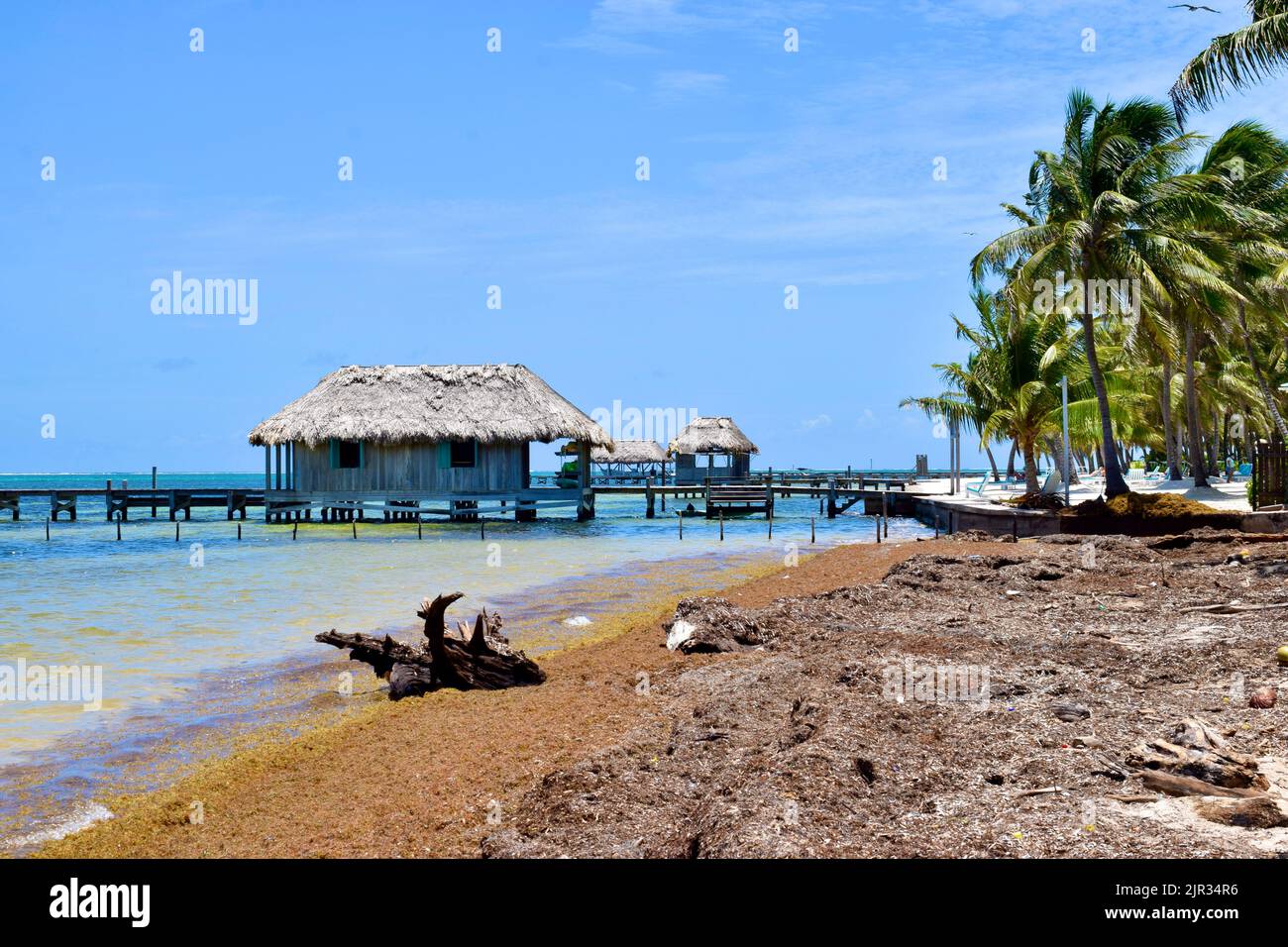 The Sargassum inundation, rotting on a beach on Ambergris Caye, San