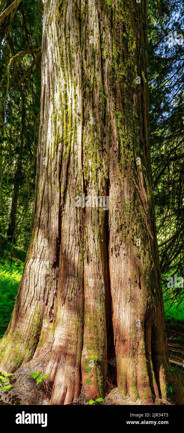 Closeup of the base of an old growth cedar tree Stock Photo