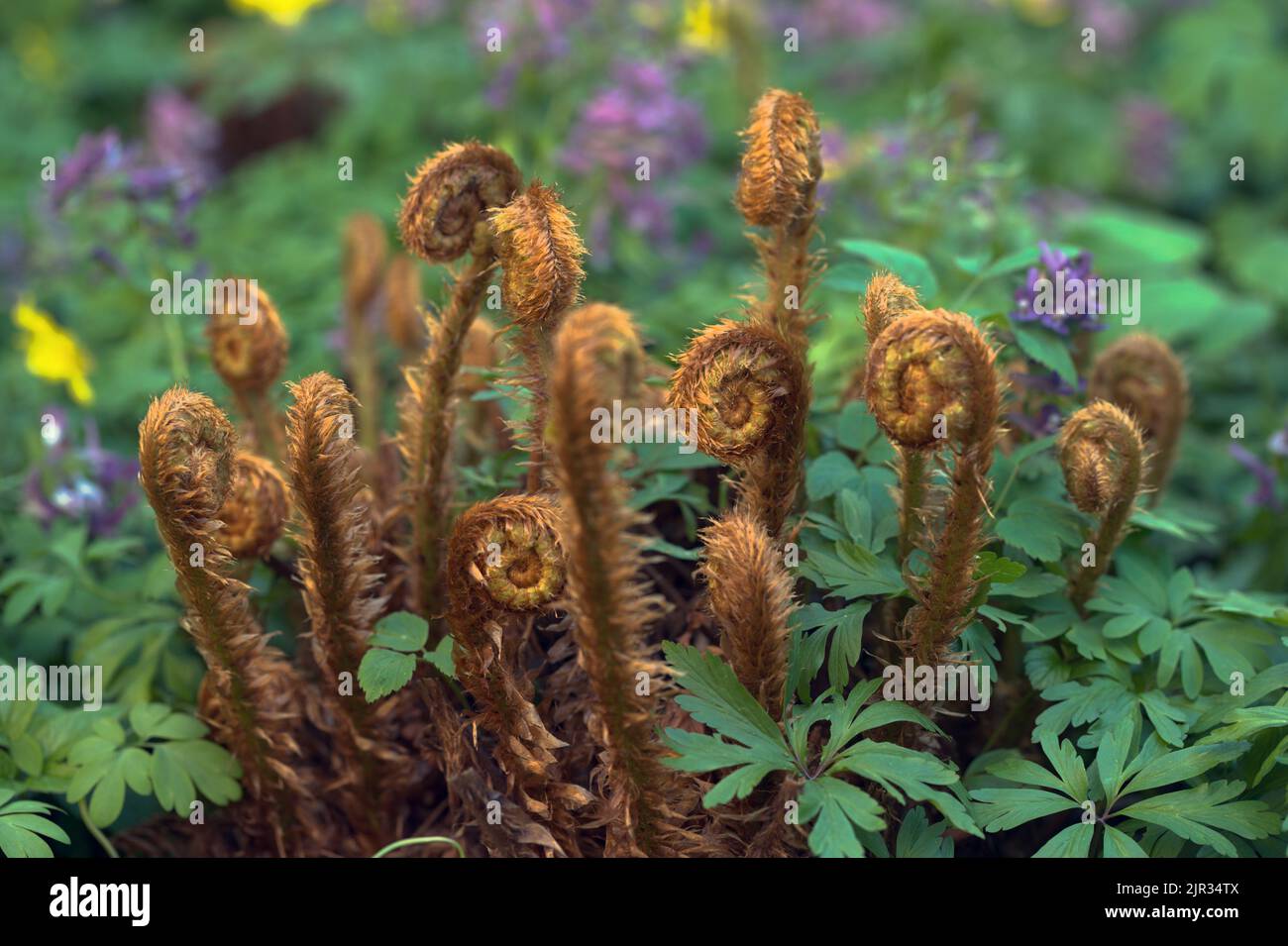 New fern fronds in a garden Stock Photo