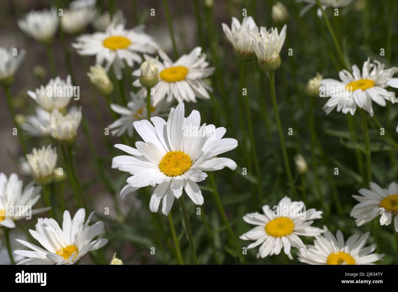 Flowering daisies in a garden Stock Photo