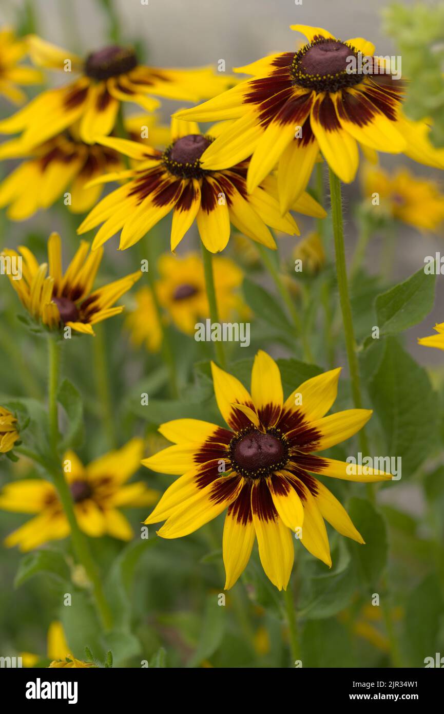 Rudbéckia flowers, commonly known as coneflowers, or black-eyed-susans, in a garden Stock Photo