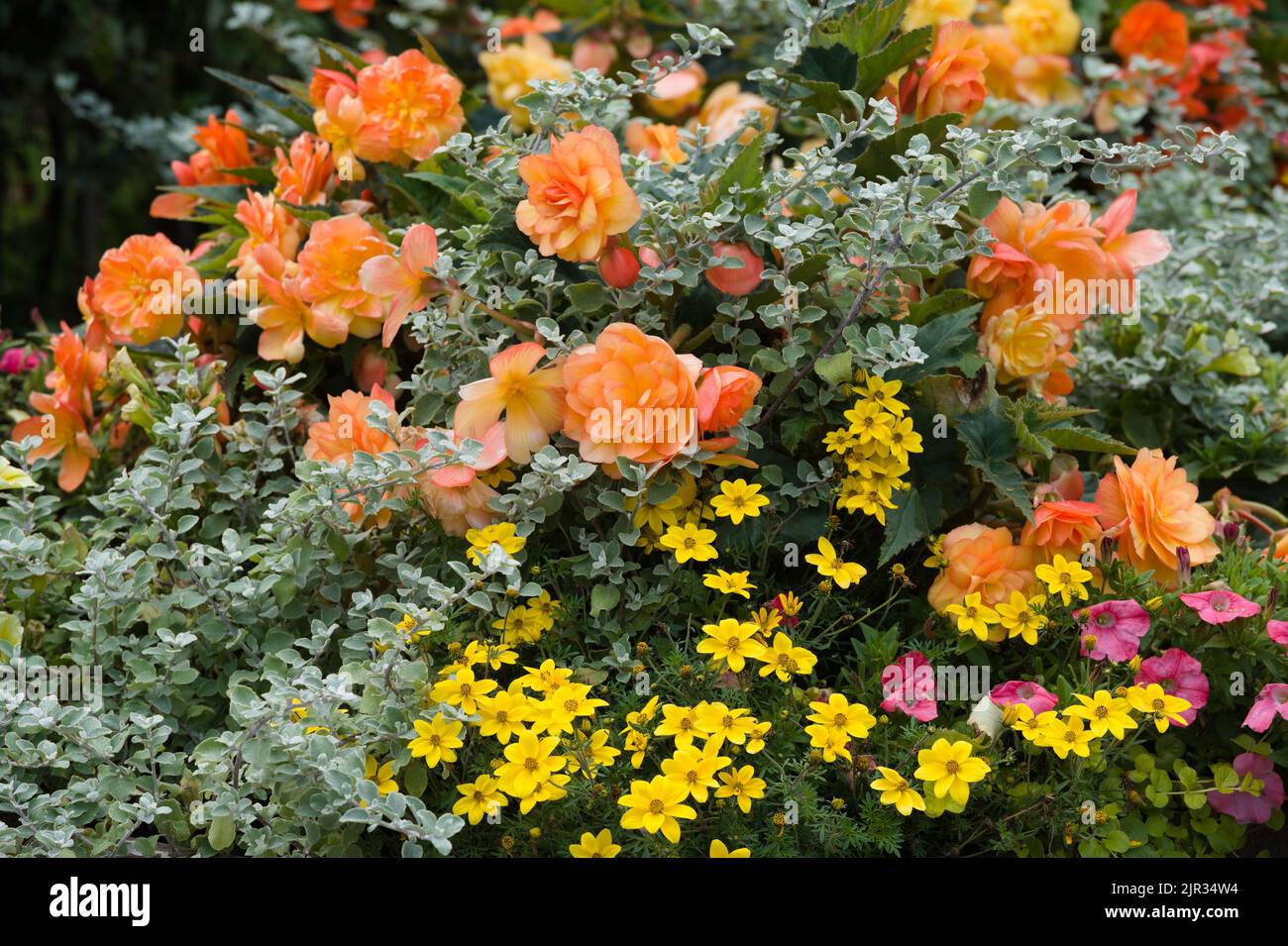 Bright mixborder in a garden with yellow, orange, and pink flowers Stock Photo