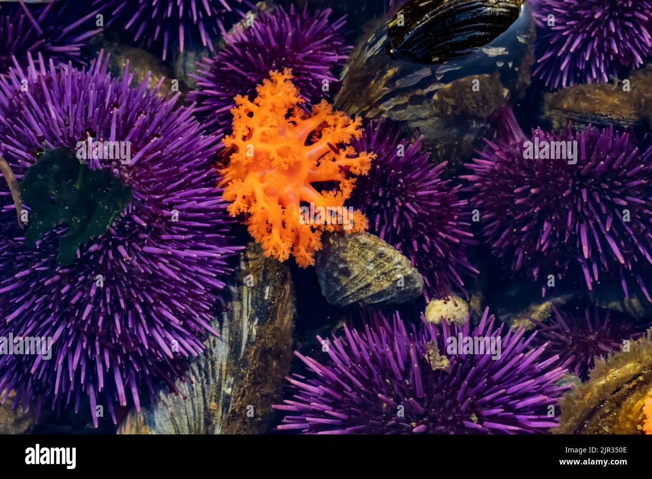 Orange Sea Cucumber, Cucumaria miniata, among Purple Sea Urchins at Tongue Point in Salt Creek Recreation Area along the Strait of Juan de Fuca, Olymp Stock Photo