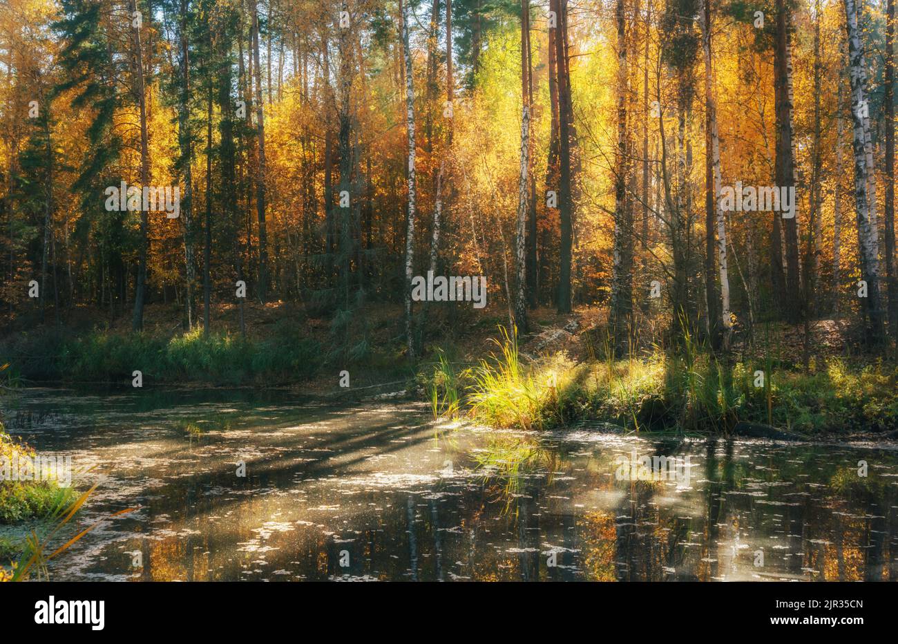 Early morning on the lake in the autumn forest Stock Photo - Alamy