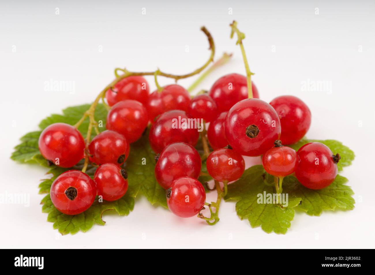 Red currant berries isolated on white background Stock Photo