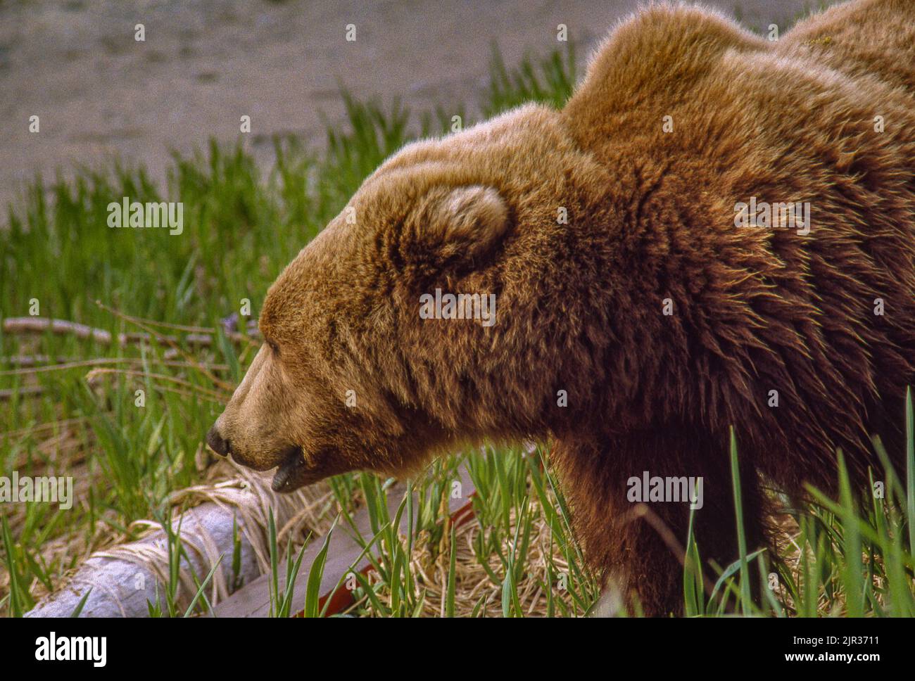 Grizzly bear (brown bear), McNeil River State Game Sanctuary, Kamishak