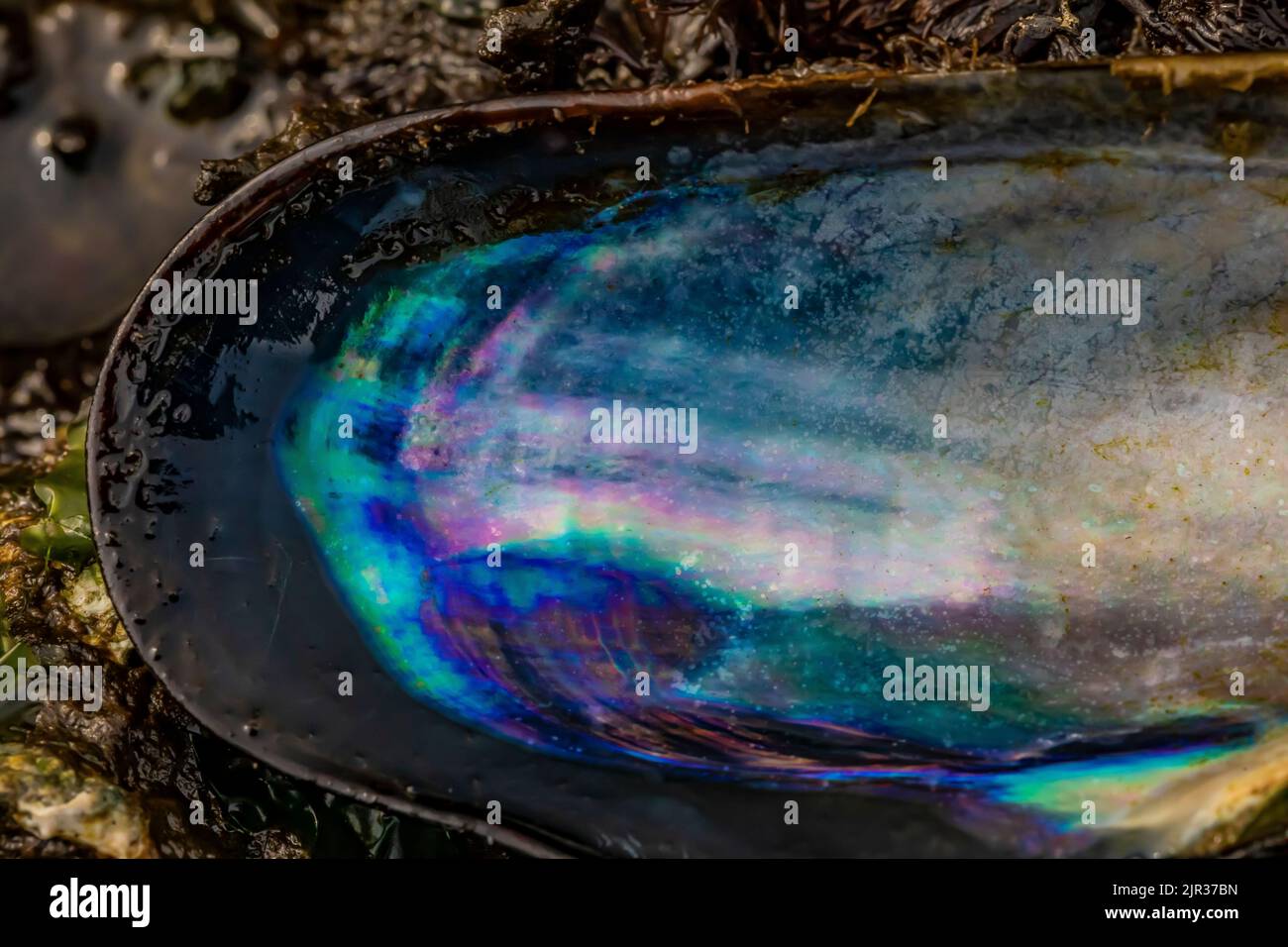 Iridescence of interior of California Mussel, Mytilus californianus, shell at Tongue Point in Salt Creek Recreation Area along the Strait of Juan de F Stock Photo