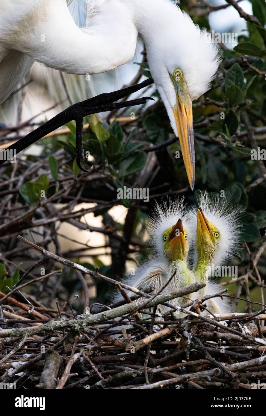 Hungry chicks in nest look up as Great Egret parent bends toward open mouths. Location is natural rookery in St. Augustine., Florida Stock Photo