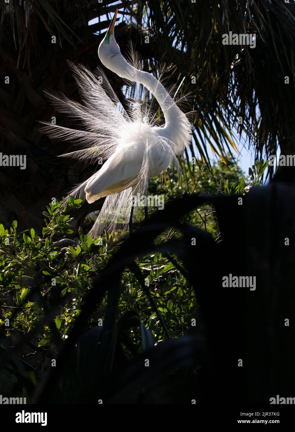 Dancing Great Egret with courtship display plumage spread open in bright ray of sunshine in Florida Stock Photo