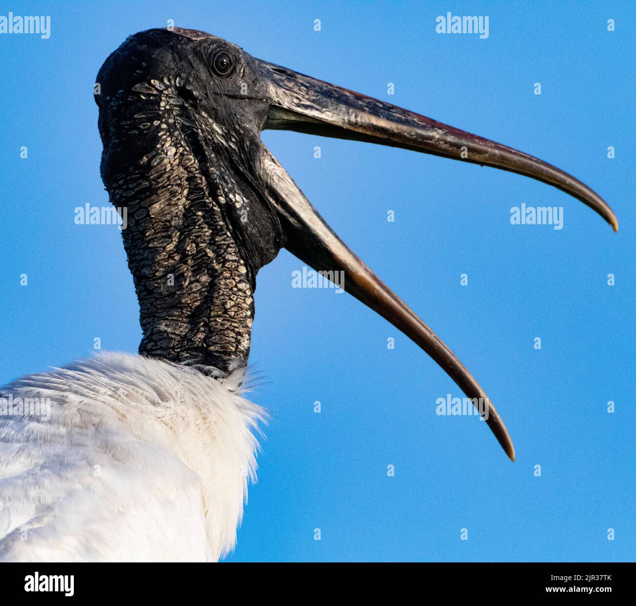 Squawking Wood Stork with beak wide open in head portrait calls loudly against blue sky at Delray Beach in Florida, United States Stock Photo
