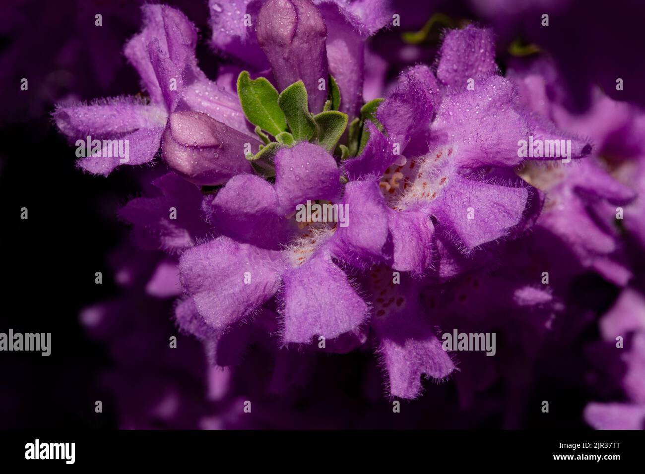 Close up of purple flowers on drought resistant Texas Sage, also known as Texas Ranger and Barometer Bush, flowering after monsoon rains in Arizona Stock Photo