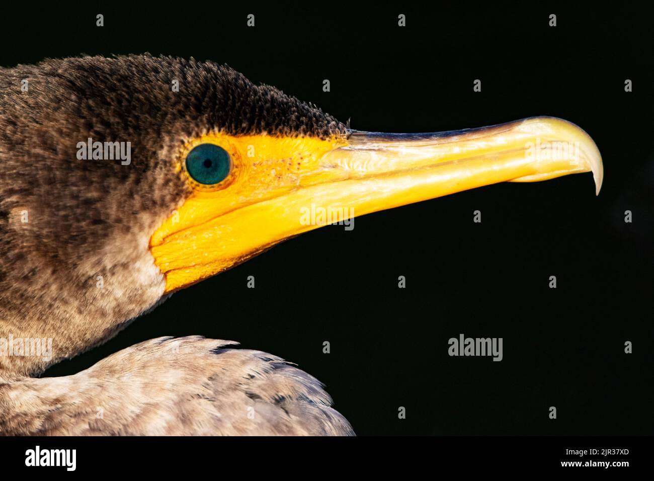 Lovely blue-teal aquamarine color of Double crested cormorant's eye and golden yellow hooked beak in close up portrait in Delray Beach, Florida, Unite Stock Photo