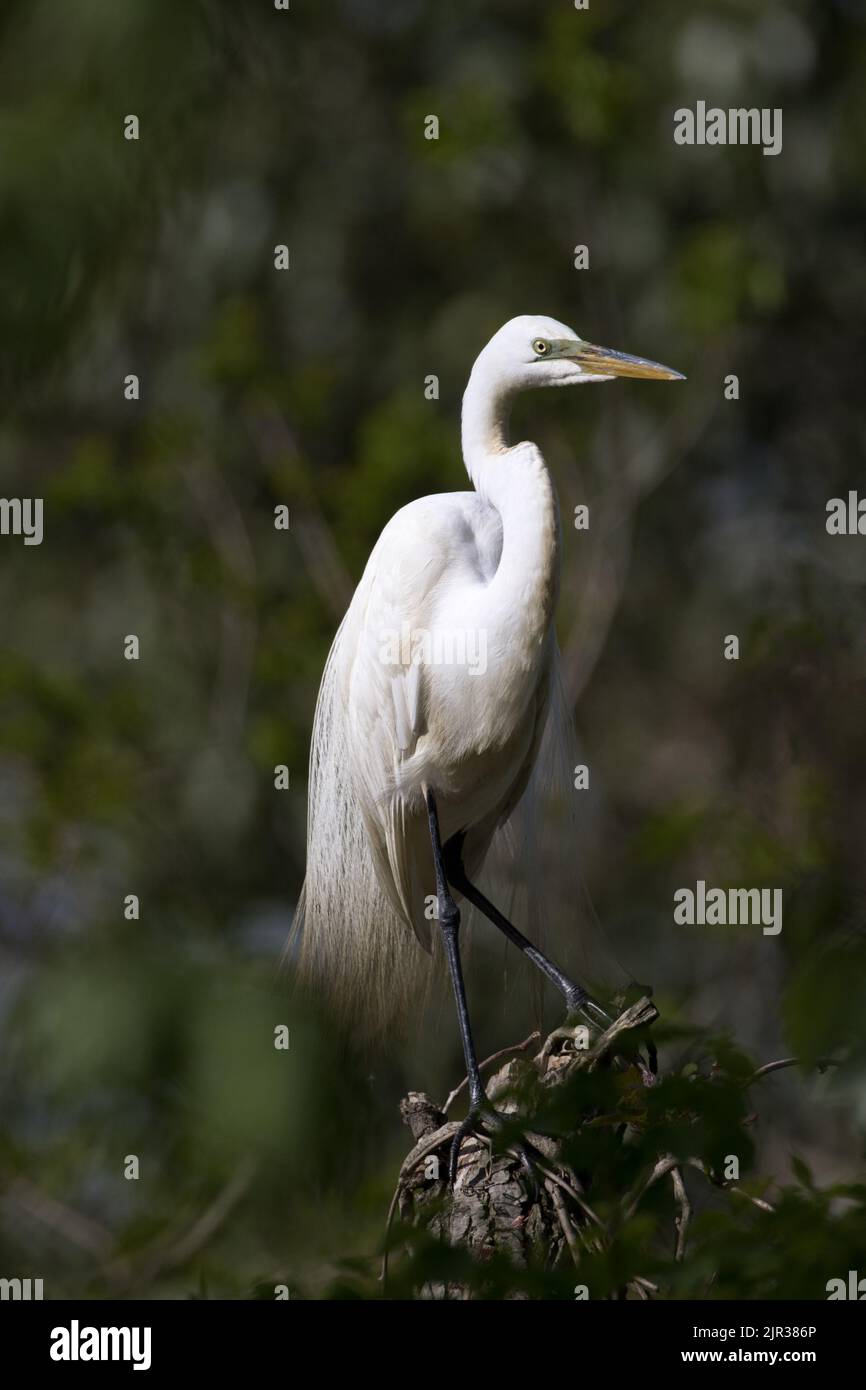 Great Egret stands elegantly on tree stump in selective focus with bokeh forest behind at Jungle Garden, Avery Island, Louisiana, USA Stock Photo