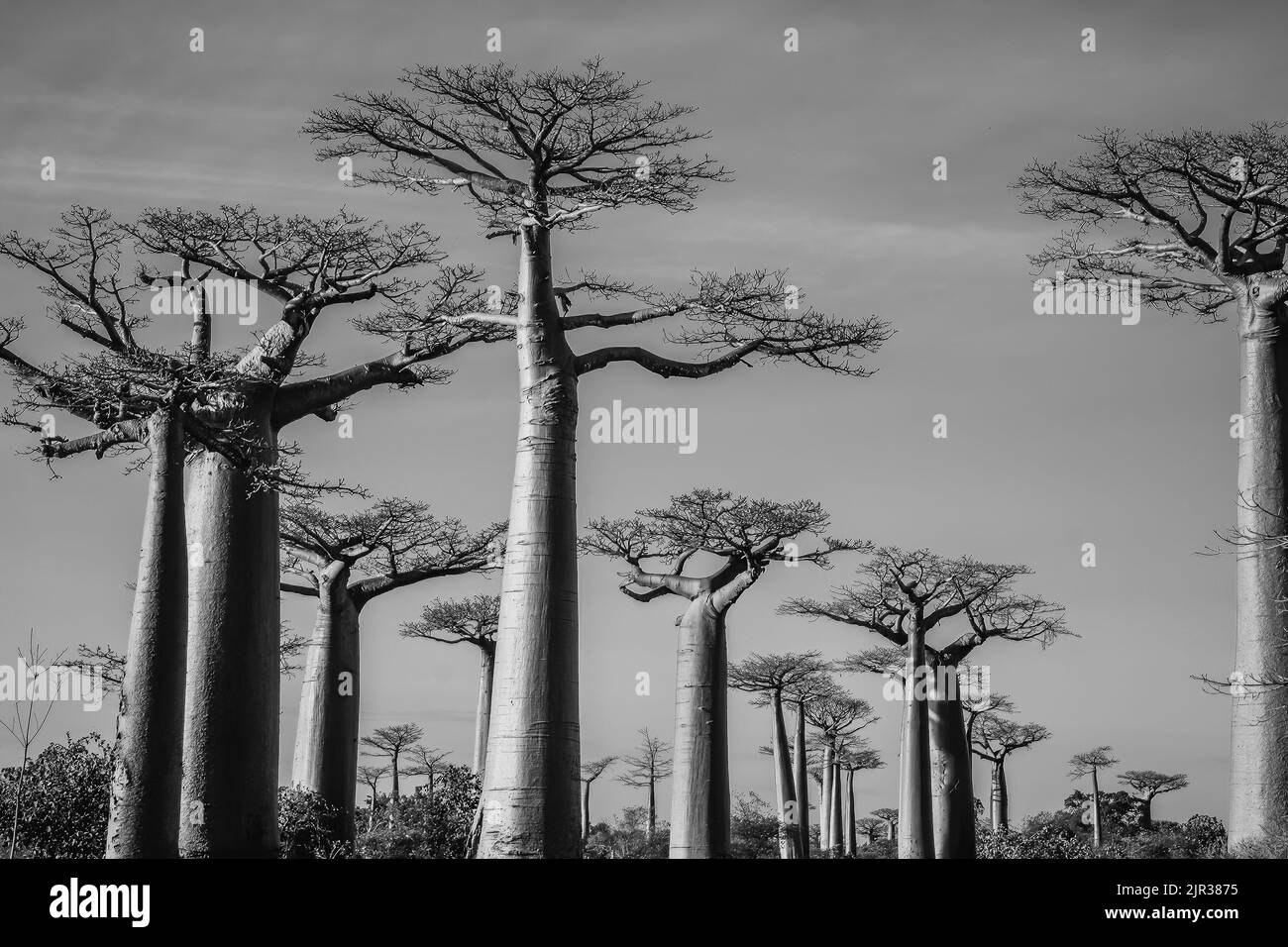 Baobab trees near Morondava, Madagascar, Africa Stock Photo