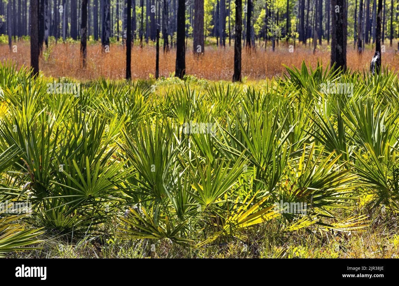 Shrubby Saw Palmetto in foreground of Longleaf Pine forest roadside scenery in Ochlockonee River State Park in Florida Panhandle Stock Photo