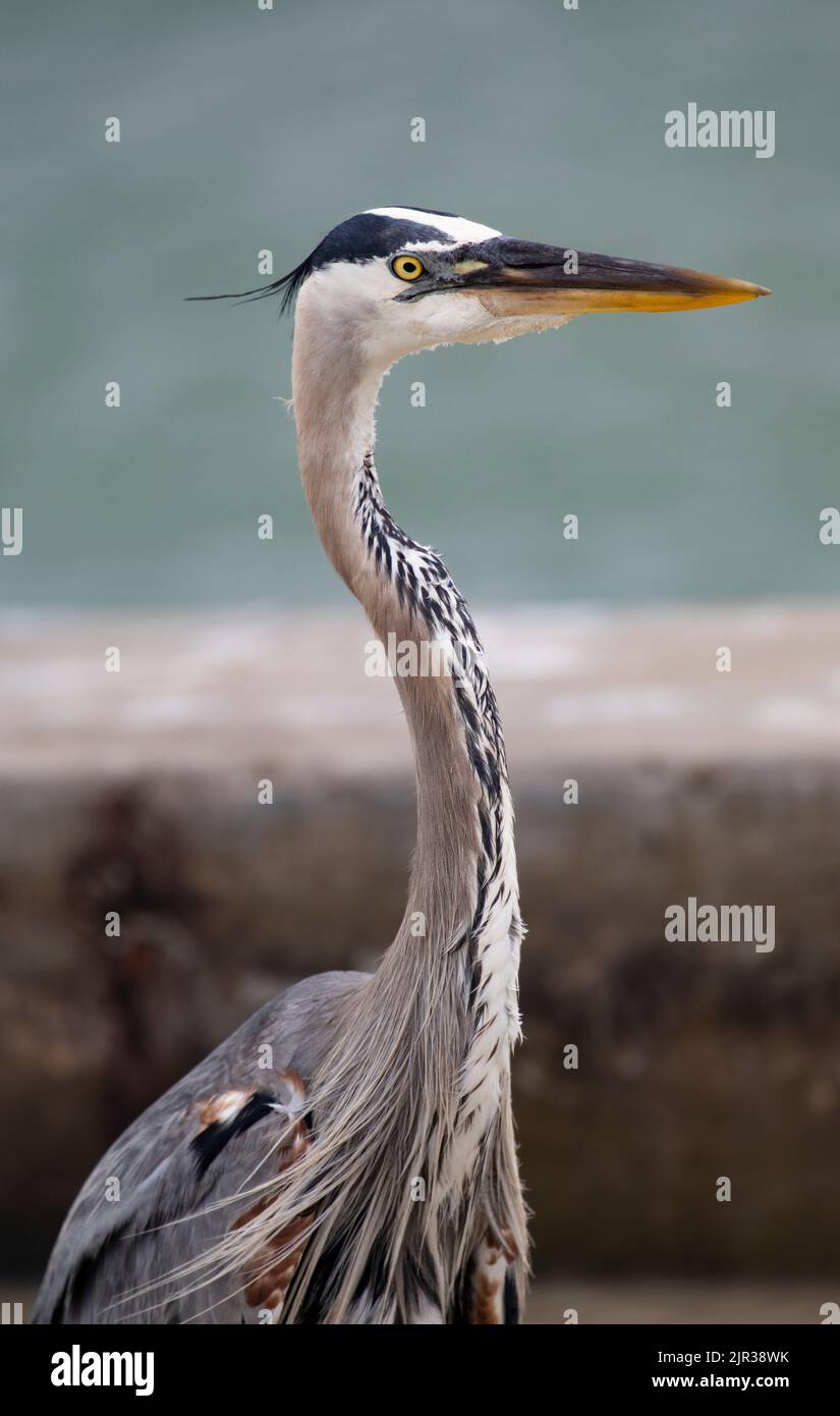 Great Blue Heron in breeding plumage portrait along sea wall of Port Aransas, Mustang Island, Texas in United States Stock Photo