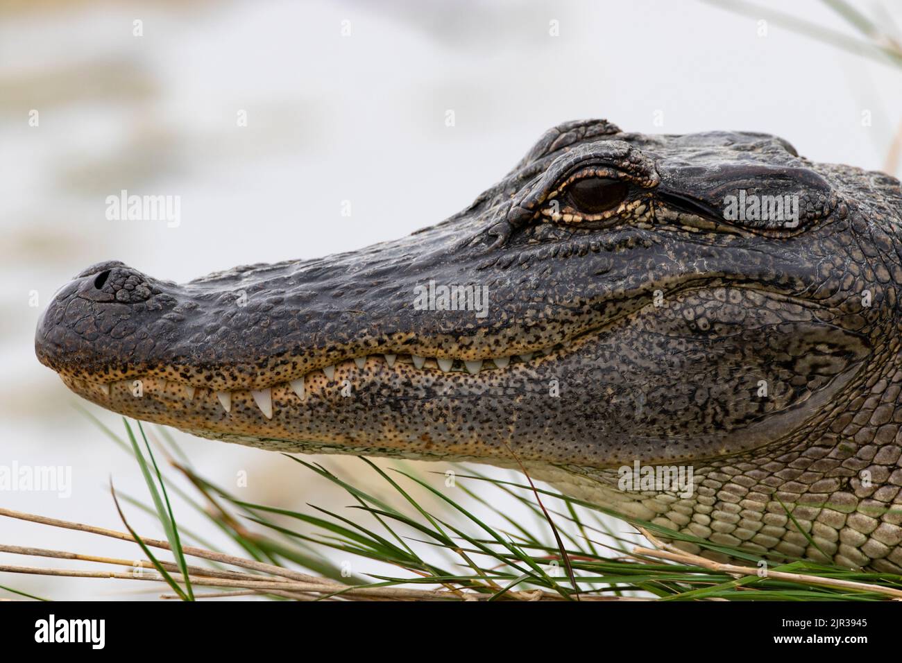 American Alligator in close up head portrait brushed by green stalks at