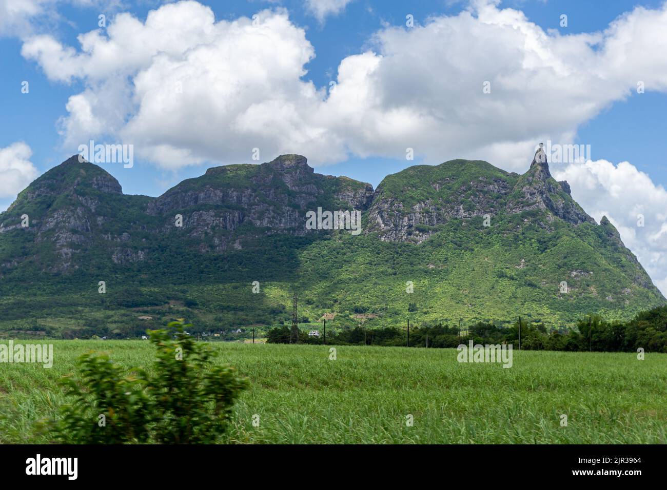 Pieter Both mountain viewed across a sugarcane field, Mauritius Stock Photo