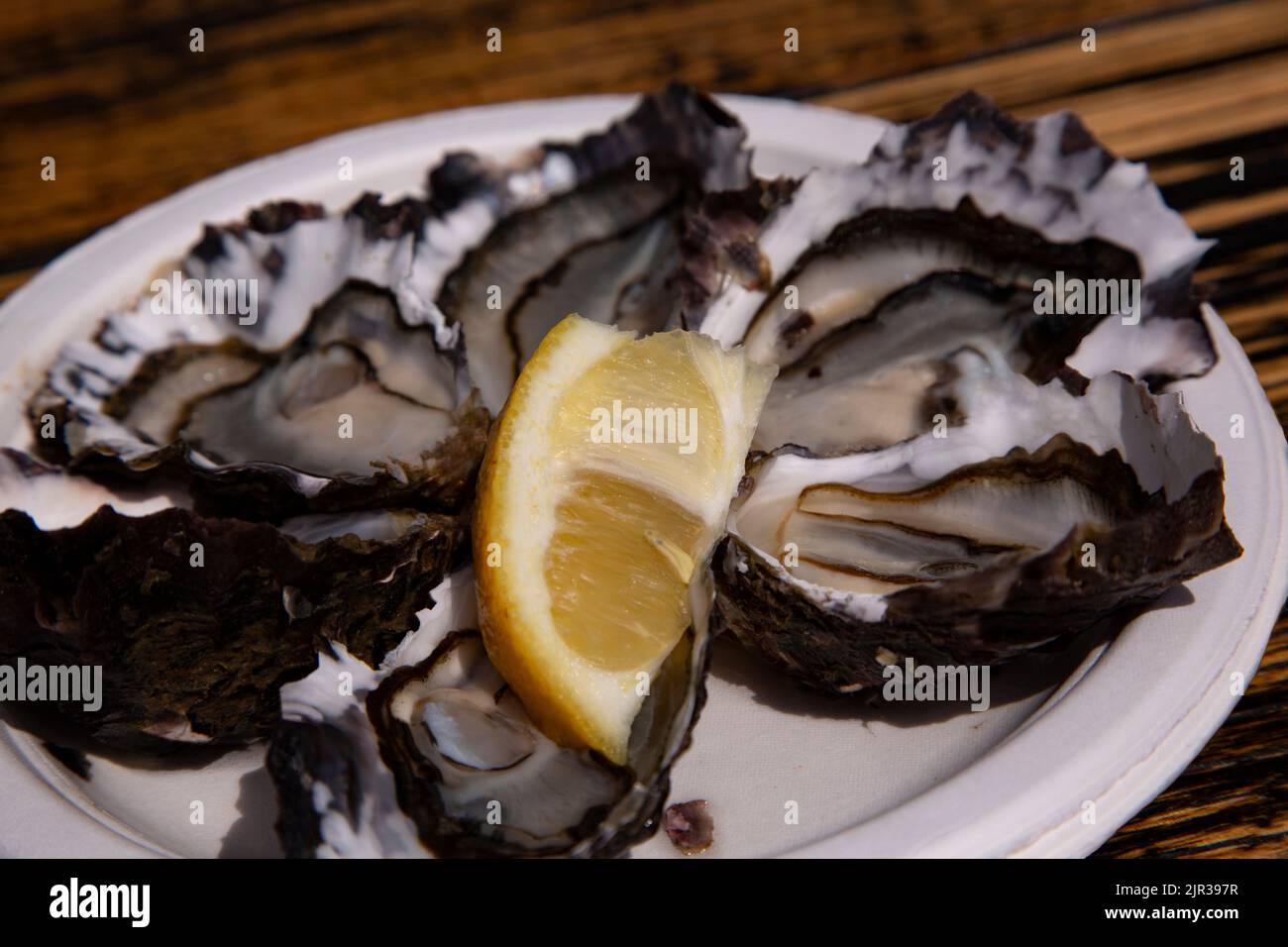 Freshly shucked oysters on the half shell with lemon slice on white platter on wood board table Stock Photo