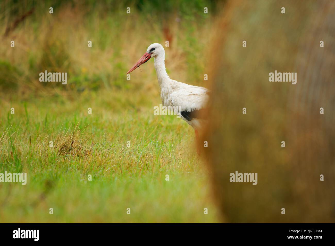 White Stork - Ciconia ciconia on the summer field in Europe searching ...