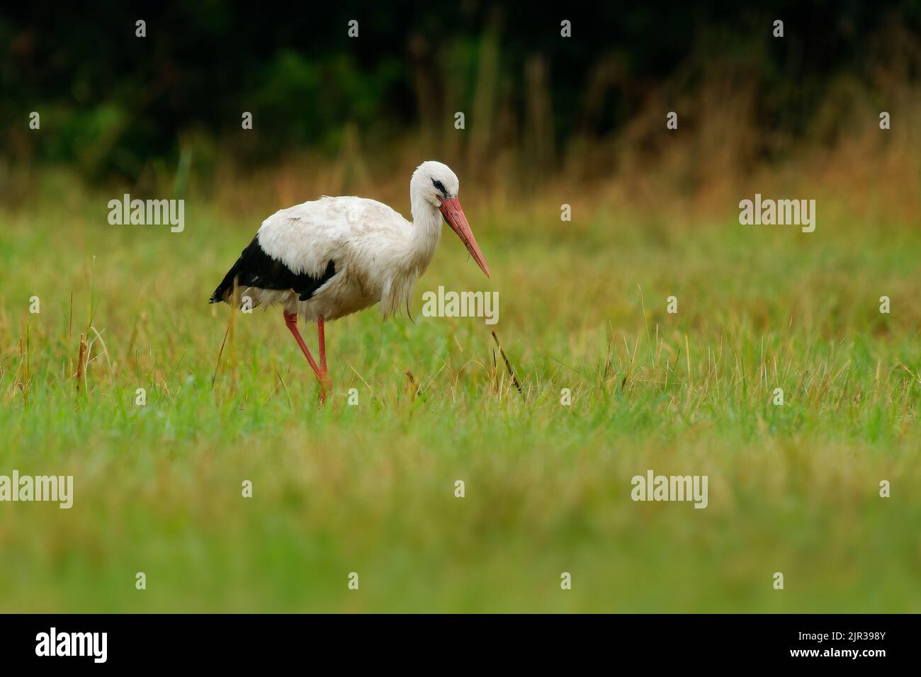 White Stork - Ciconia ciconia on the summer field in Europe searching ...