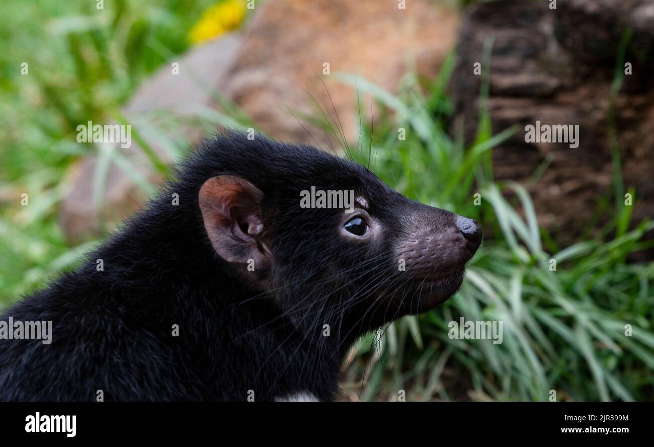 Young Tasmanian Devil at Devils at Cradle Sanctuary in close up side view in horizontal format Stock Photo