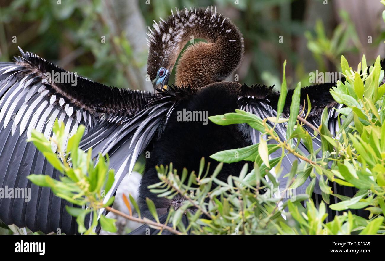 Adult anhinga opens wings and displays breeding plumage while secreted amid leaves of trees on Bird Island at Ponte Vedra Beach, Florida, USA Stock Photo