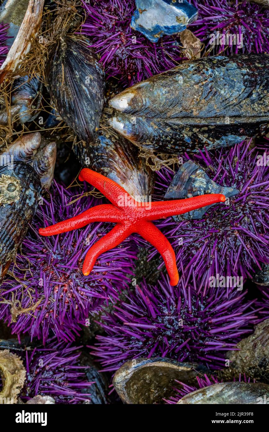 Blood Star with Purple Sea Urchins at Tongue Point in Salt Creek Recreation Area along the Strait of Juan de Fuca, Olympic Peninsula, Washington State Stock Photo