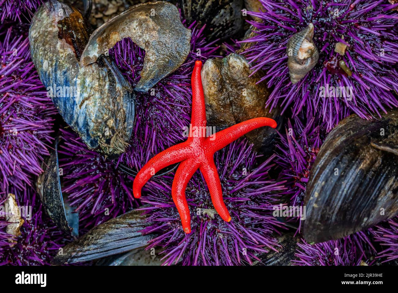 Blood Star with Purple Sea Urchins at Tongue Point in Salt Creek Recreation Area along the Strait of Juan de Fuca, Olympic Peninsula, Washington State Stock Photo