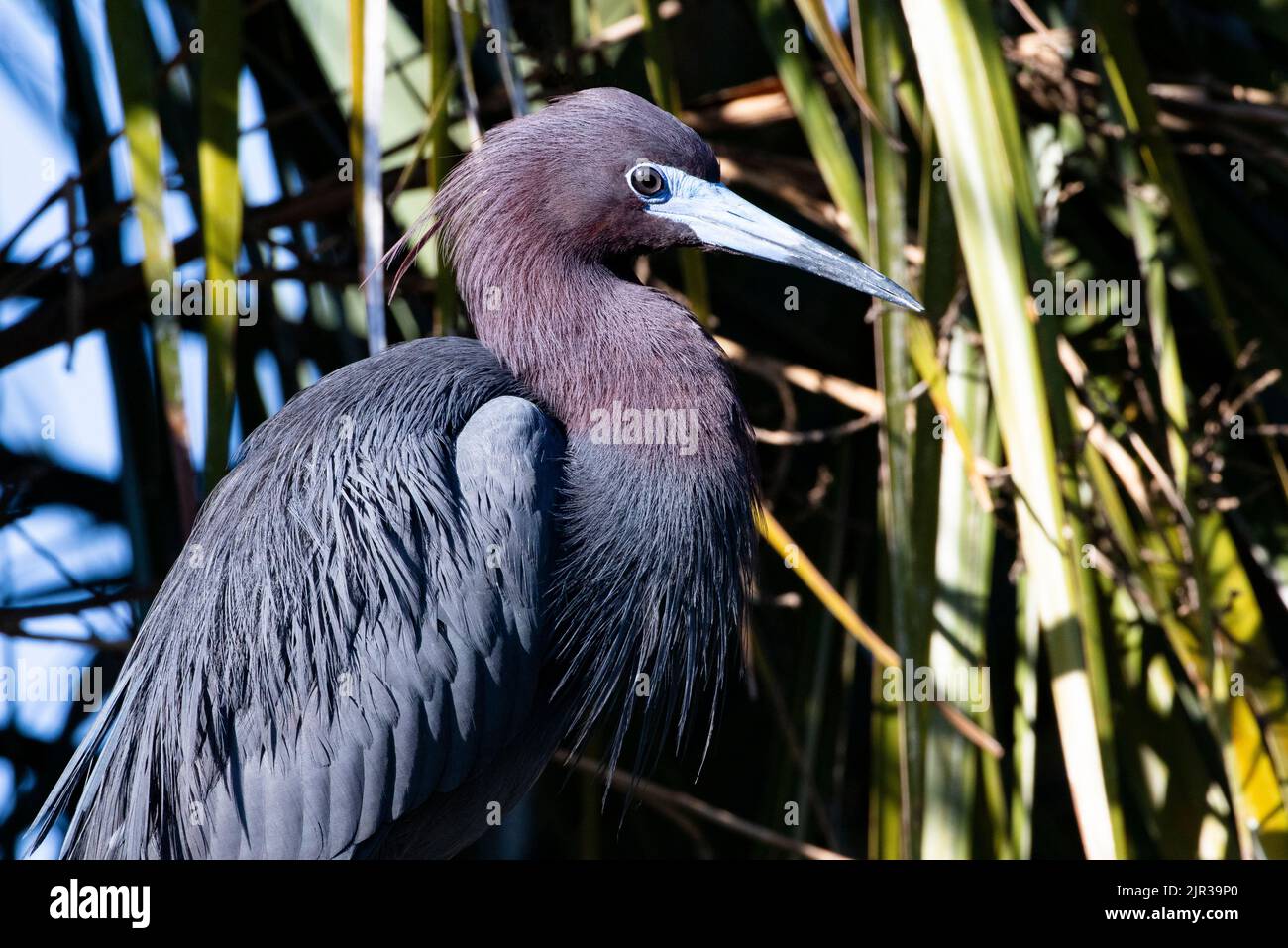 Beautiful hues of colors highlight breeding plumage of Little Blue Heron in St. Augustine, Florida Stock Photo