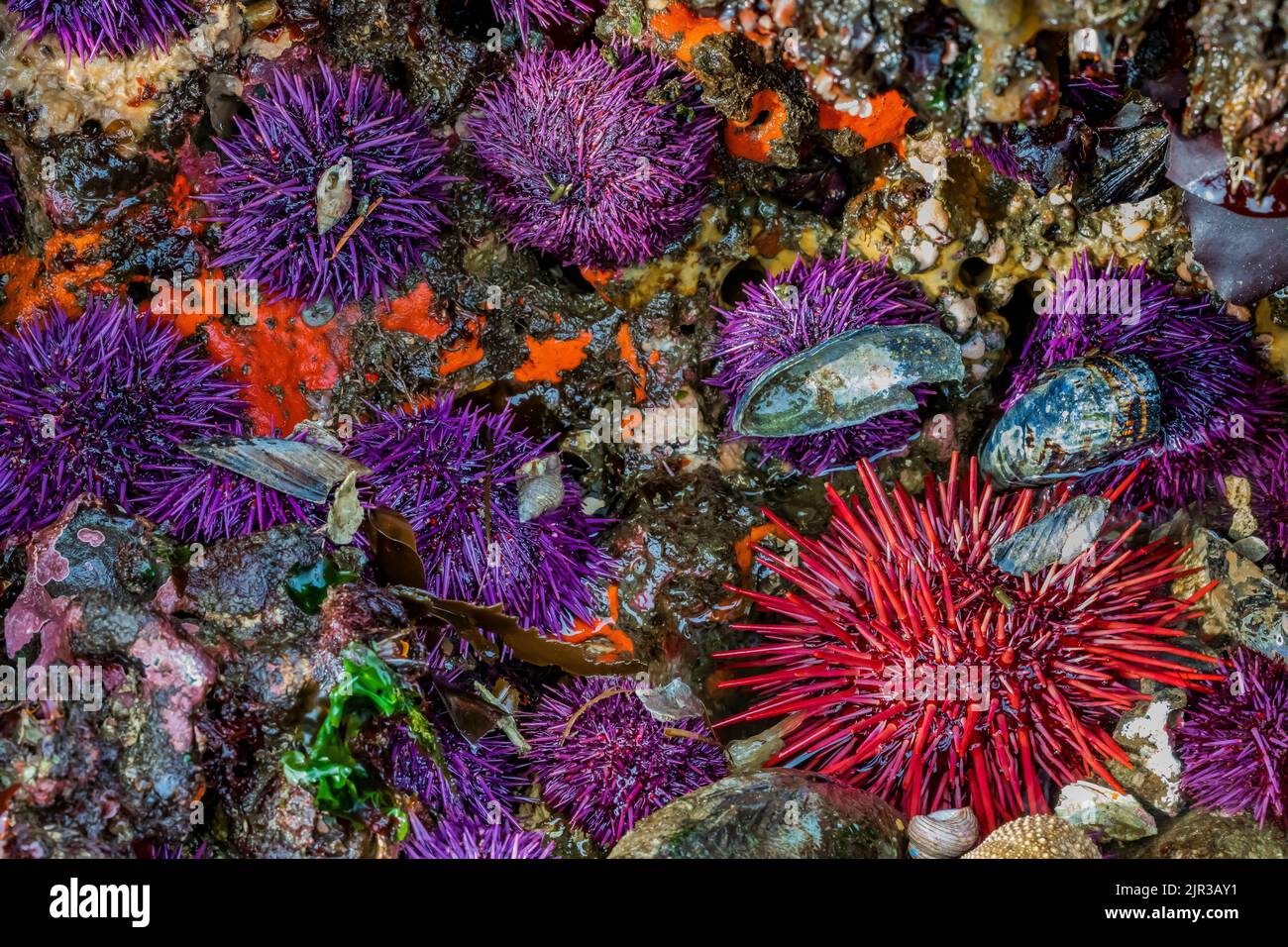 Purple and Red Sea Urchins with Velvety Red Sponge (probably) at Tongue Point in Salt Creek Recreation Area along the Strait of Juan de Fuca, Olympic Stock Photo