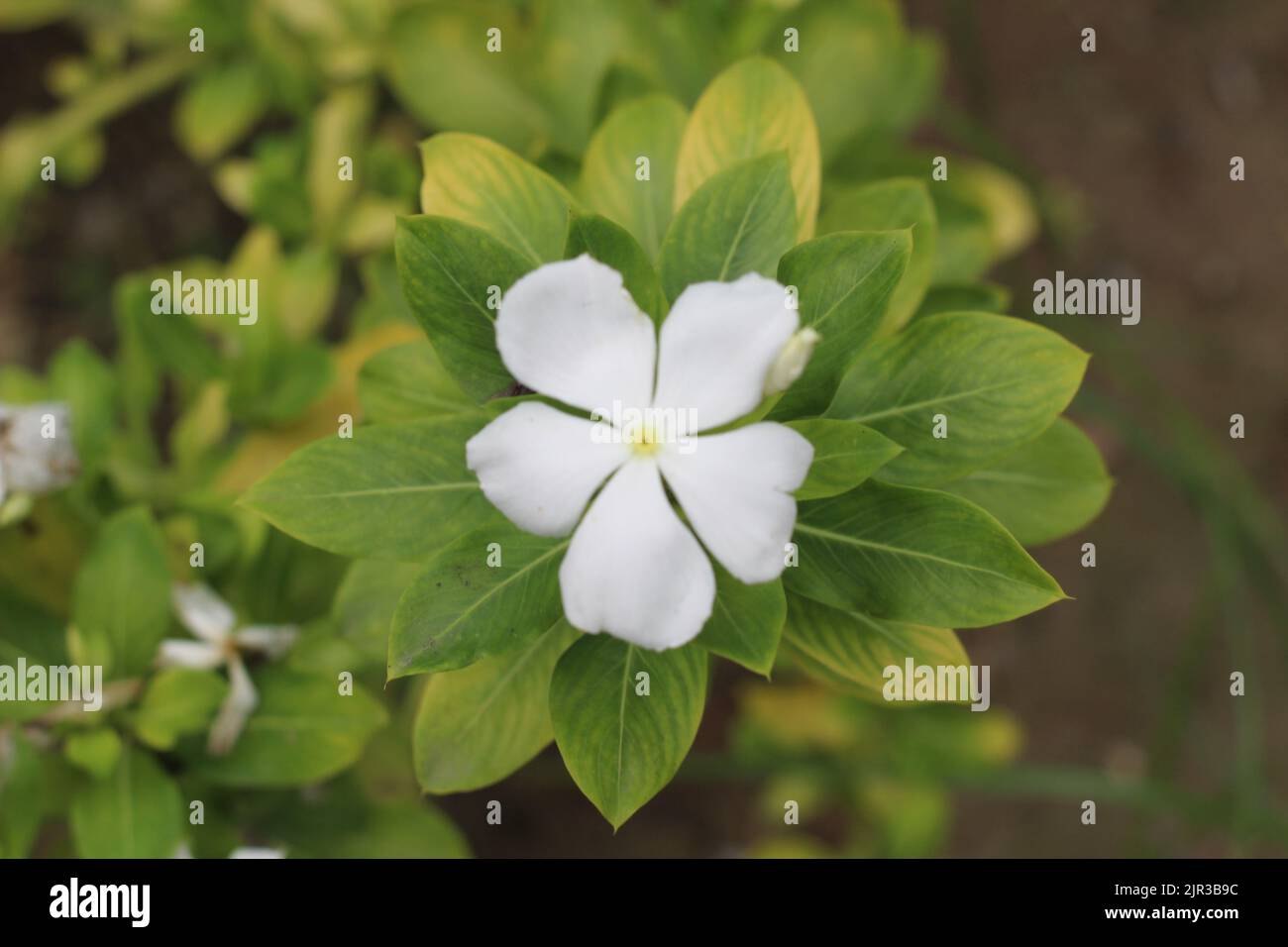 High quality saffron hi-res stock photography and images - Alamy