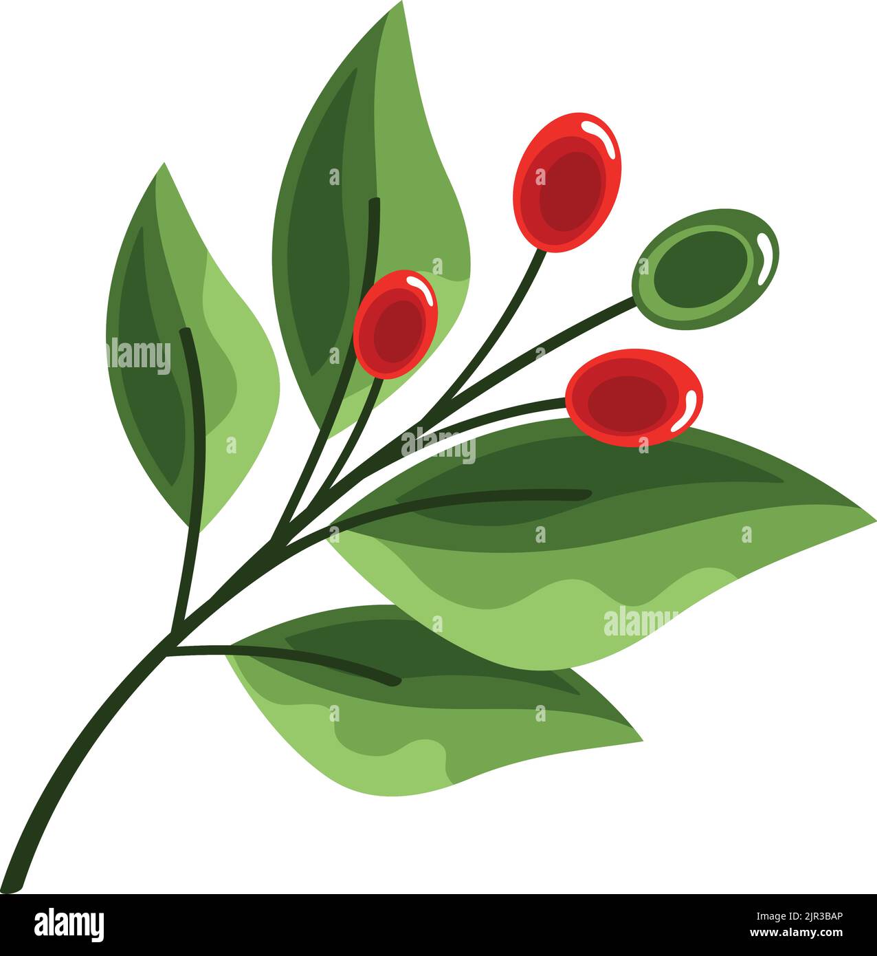 coffee plant with grains Stock Vector Image & Art - Alamy
