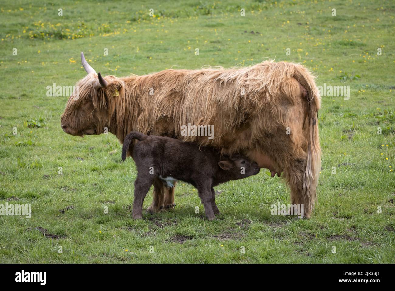 A Highland cow and her calf Stock Photo