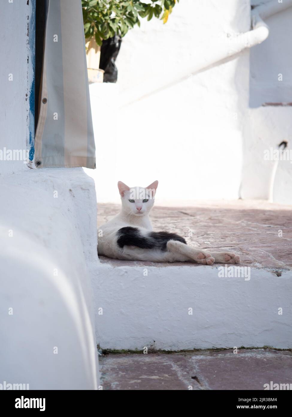 White cat with black splodge relaxing on Greek island of Hydra Stock Photo