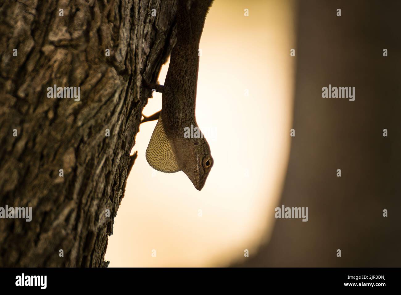 A selective focus of a Anolis distichus on a tree bark with a blurred yellow background Stock Photo